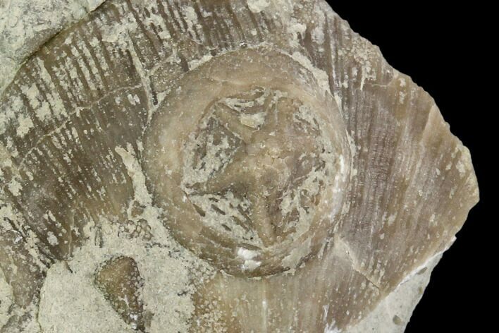 Edrioasteroid On Brachiopod Shell- Ontario #110535